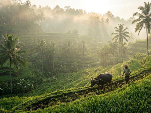 Ubud