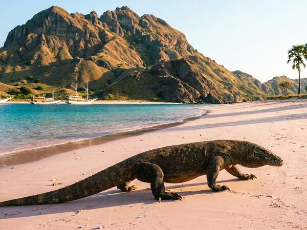 Komodo NP